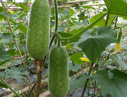 新鮮瓜果配送:節瓜