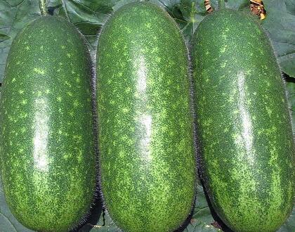 新鮮瓜果配送:節瓜