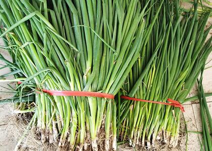 新鮮蔬菜配送:蔥